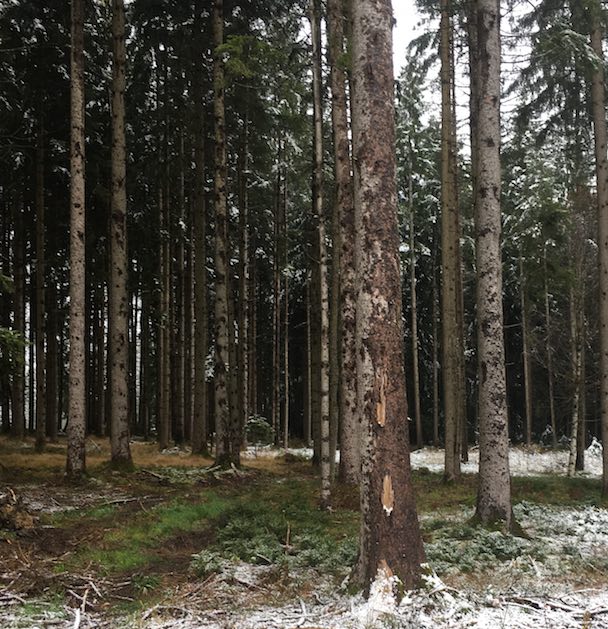 Blogartikel Waldbaden im Winter im Nadelwald