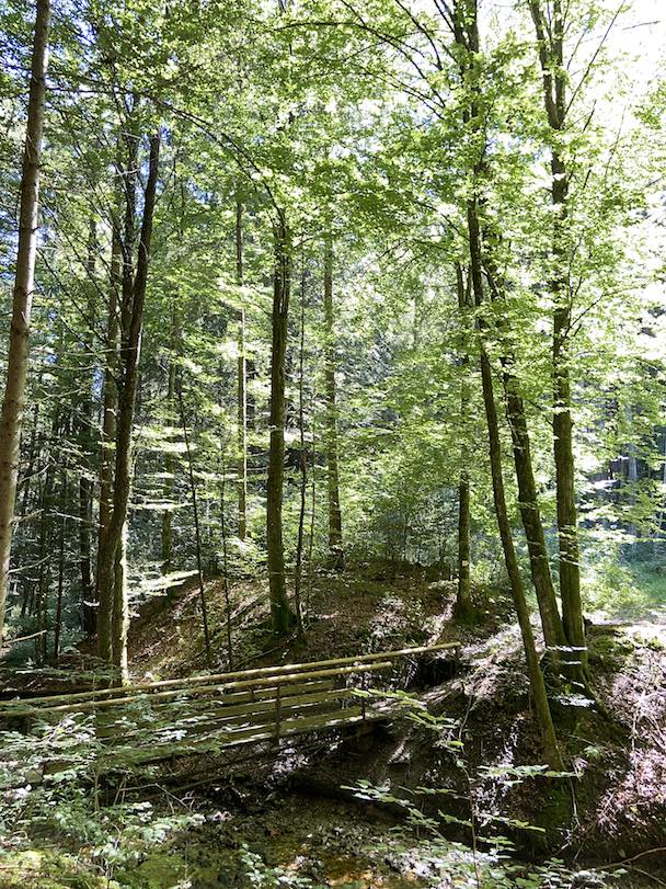 Wald-und-Waldbaden-als-Gesundheitsbooster-Weiterbildung-Waldbaden-achtsame-Walderlebnisse Waldbaden Weiterbildung Onlinekurs "Wald und Waldbaden als Gesundheitsbooster"