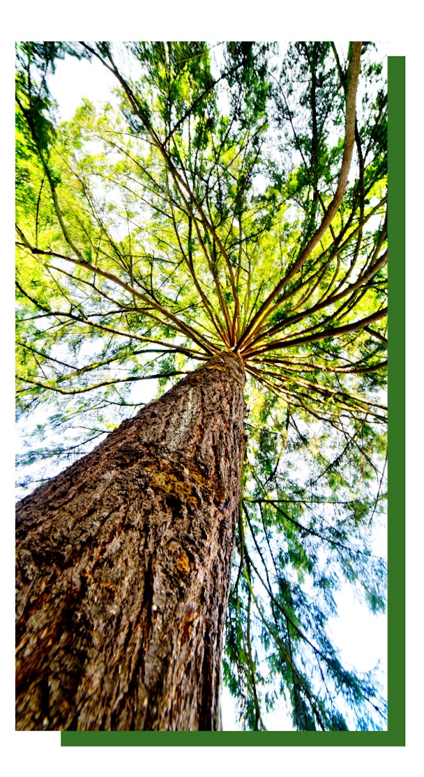 Onlinekurs-Sommerbrise-Waldbaden-ätherische Waldöle-achtsame Walderlebnisse Onlinekurs Sommerlbrise mit Waldbaden und ätherischen Waldölen