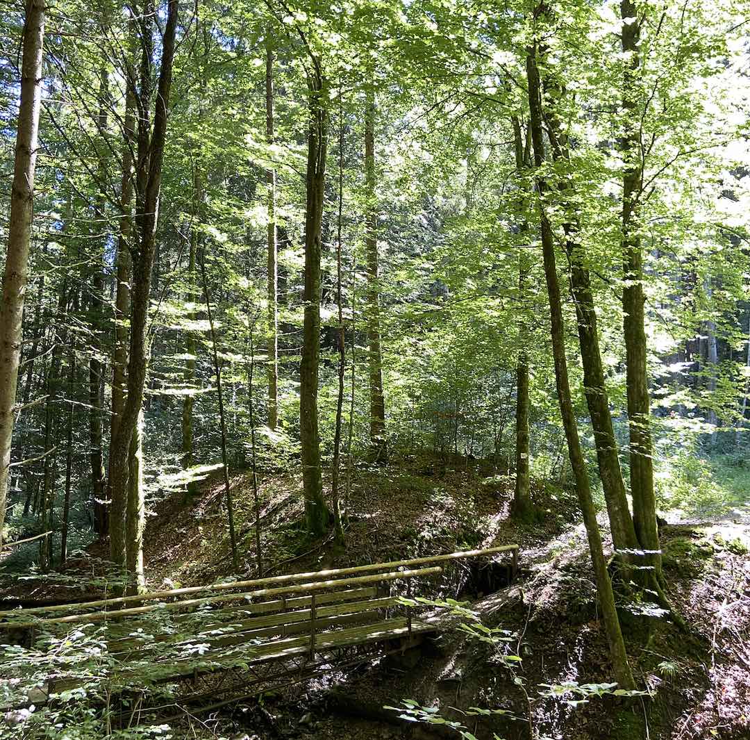 Sommerbrise-Waldbaden-Waldöle-achtsame-Walderlebnisse Onlinekurs Sommerbrise - Waldbaden & ätherische Wald-Öle