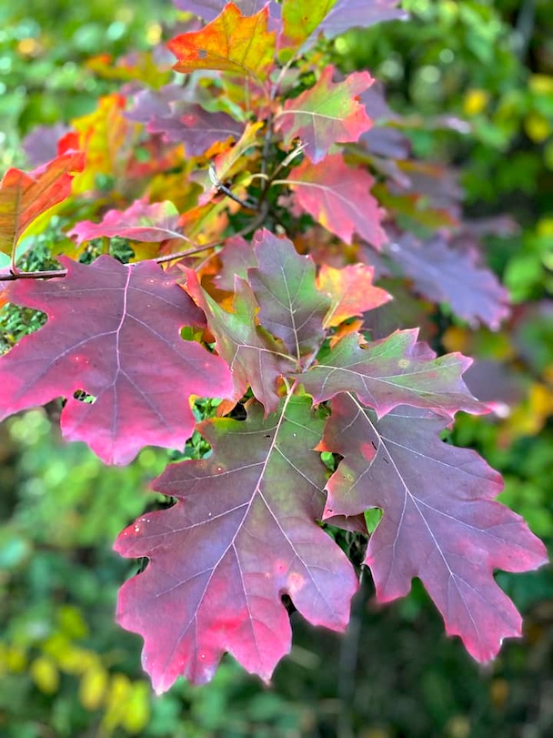 Herbstwald - bunte Farbblätter im goldenen Herbst - achtsame Walderlebnisse