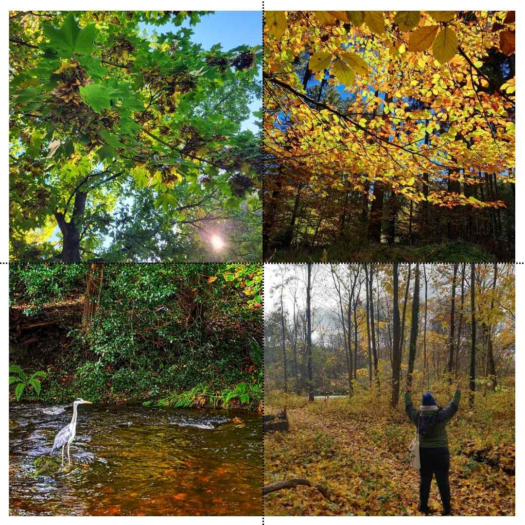 Herbstwald in Deutschland - Fotocollage 5 - Blogartikel - achtsame Walderlebnisse