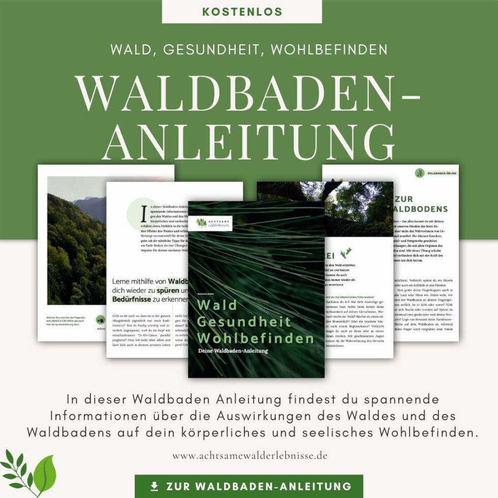 Waldbaden Anleitung - Ein Geschenk Für Dich Zum Selbst Ausprobieren