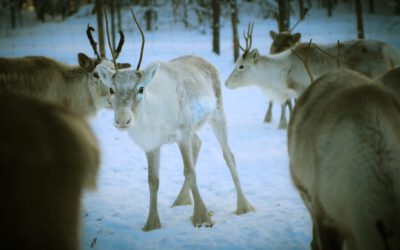 Adventsgeschichte: Rentierbesuch im Winterwald