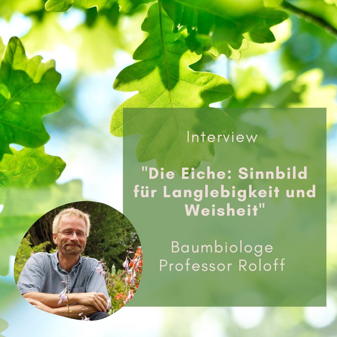 Interview - Die Eiche: Sinnbild für Langlebigkeit und Weisheit