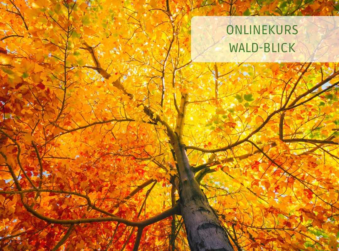 Waldbaden & Sehtraining - Live-Onlinekurs "Wald-Blick" mit den Herbstfarben