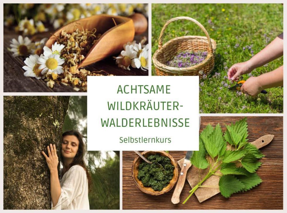 Stressmanagement Mit Waldbaden Für Mehr Gelassenheit