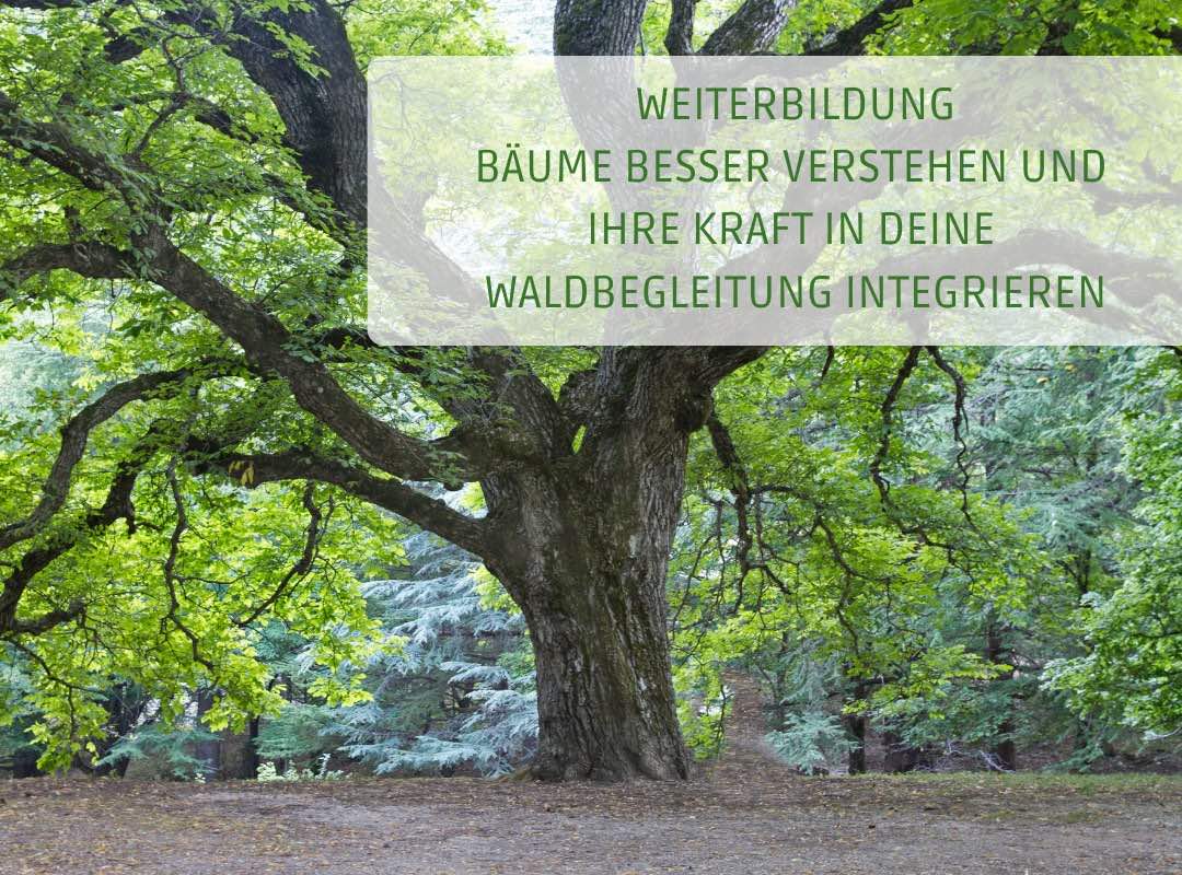 Weiterbildung - Bäume besser verstehen und ihre Kraft in deine Waldbegleitung integrieren - achtsame Walderlebnisse