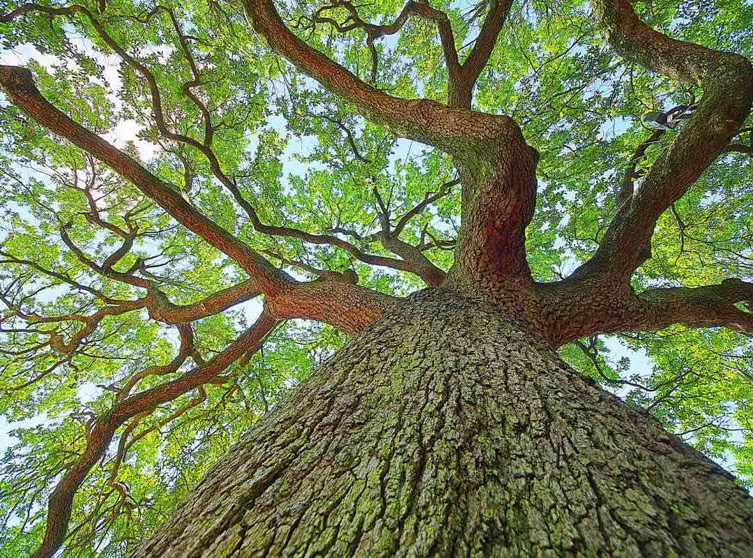 Weiterbildung - Kraft der Bäume im Waldbaden nutzen - achtsame Waldelrebnisse