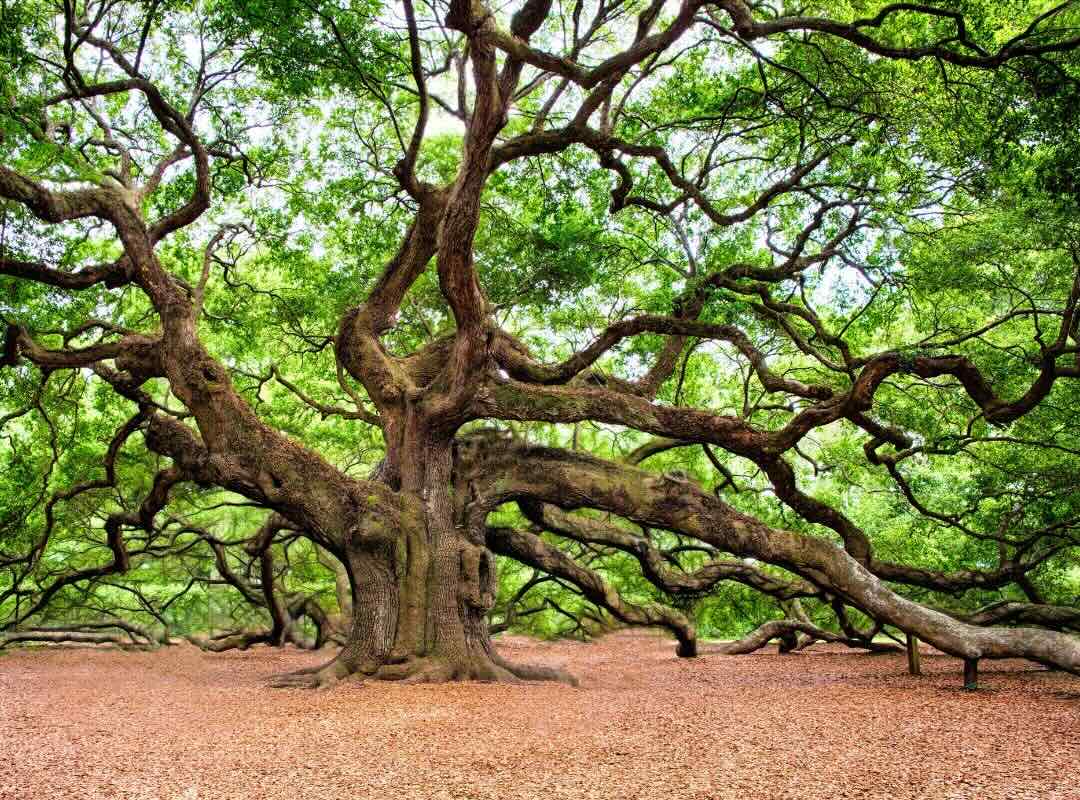 Kraftbaum Eiche - mehr als nur ein Baum - achtsame Walderlebnisse