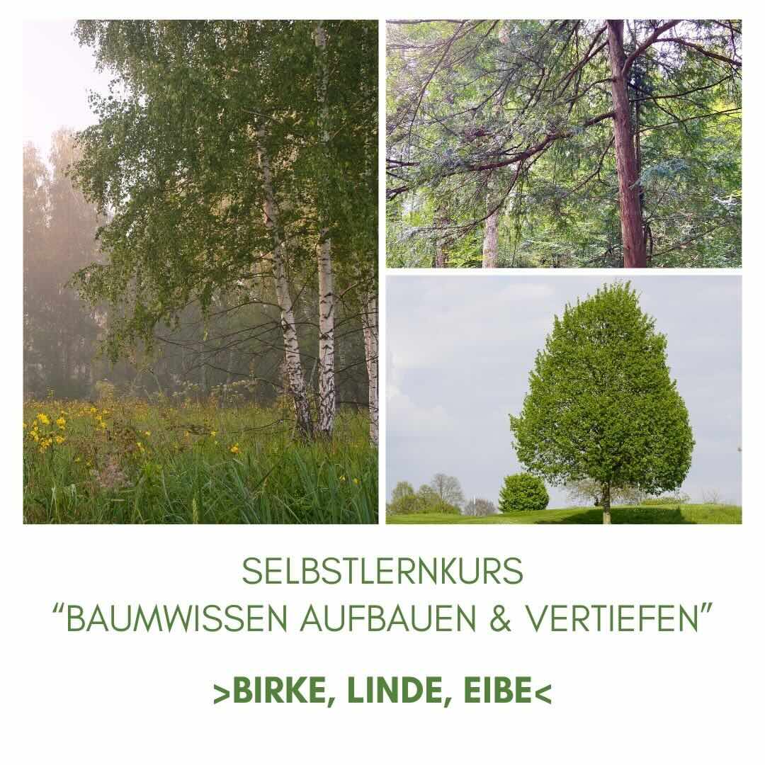 Baumwissen aufbauen - Birke, Linde und Eibe - achtsame Walderlebnisse