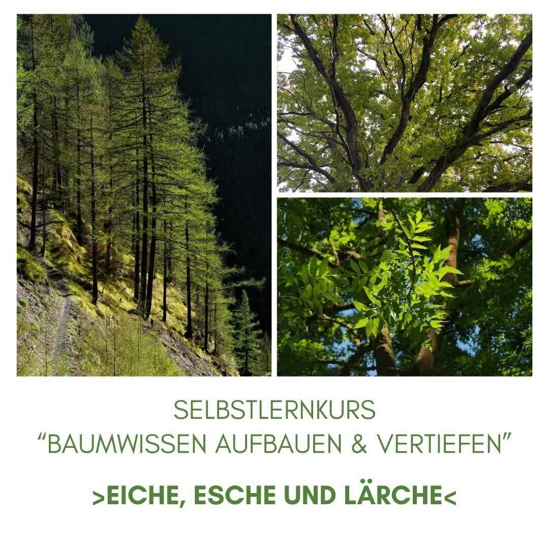 Baumwissen aufbauen - Eiche, Esche und Lärche - achtsame Walderlebnisse