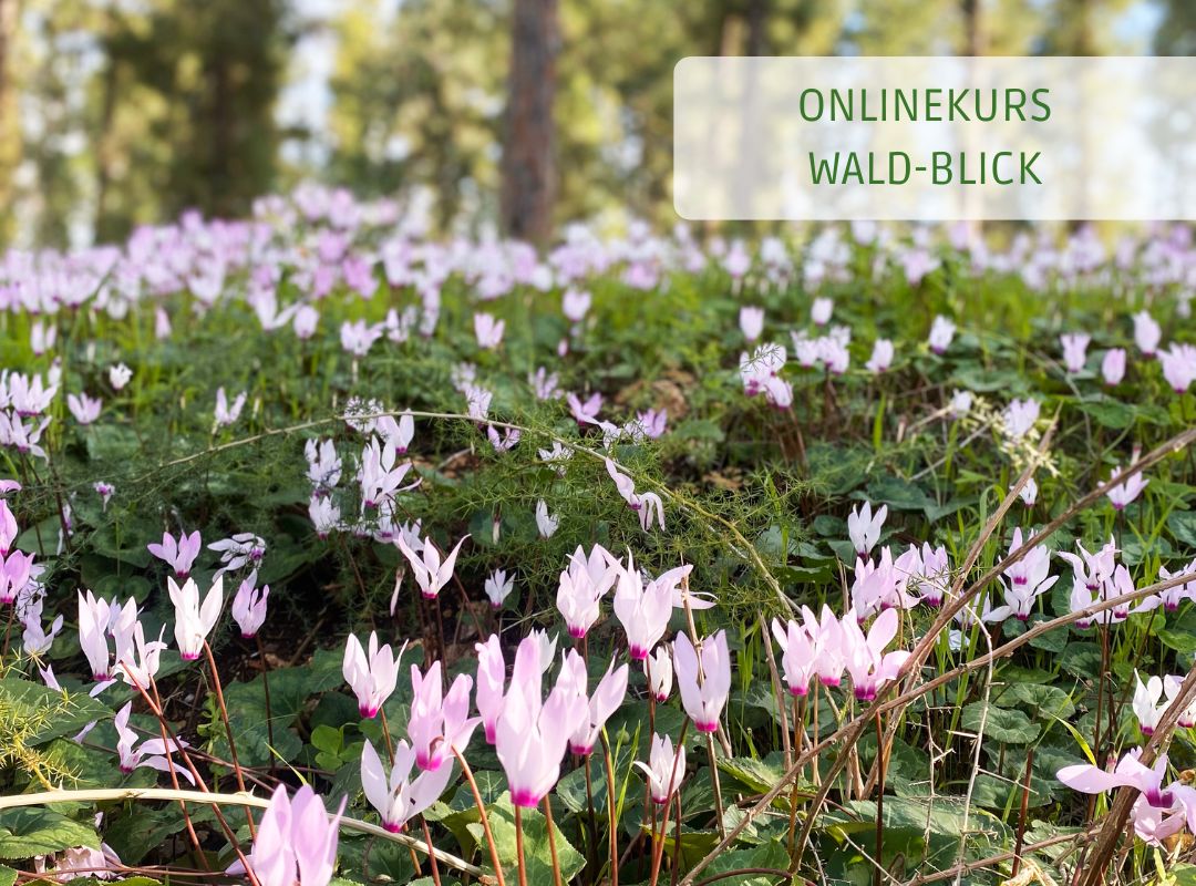 Waldbaden & Sehtraining - Live-Onlinekurs "Wald-Blick" mit den Frühlingsfarben