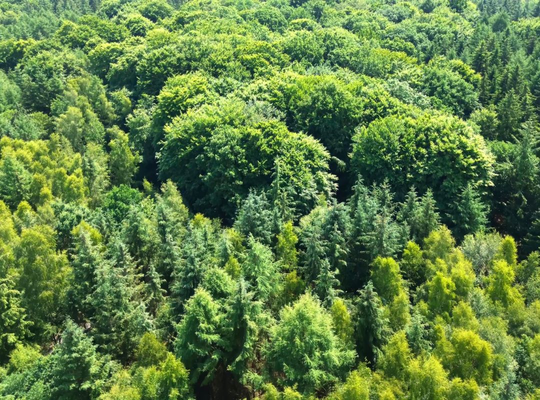 Baumwissen erfahren - alle Bäume - achtsame Walderlebnisse